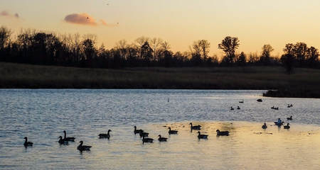 Sunset Over The Lake In Forest Preserve, Geese Swimming In Waterの写真素材