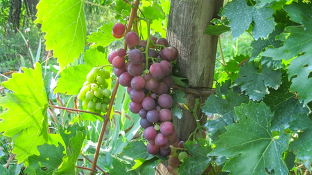 Cluster Red Cardinal Table Grapes, Wineyard In Serbiaの写真素材