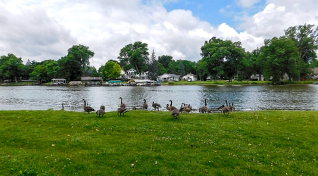 A Flock Of Geese Grazing Grass On Lake shore On A Beautiful Summer Dayの写真素材