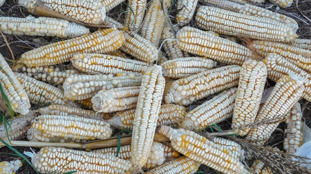 Rare Heirloom Hickory Cane Corn non GMO White Dent Corn Open Pollinated 8-Row
