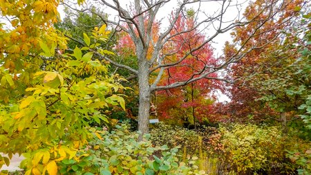 Leaves Change Color In Autumn, Morton Arboretum. Lisle IL USAの写真素材