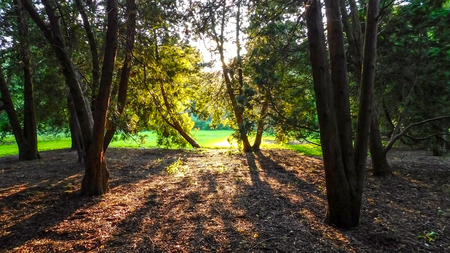 Sun Rays Through Forest On A Beautiful Day, Morton Arboretum Lisle IL USAの写真素材