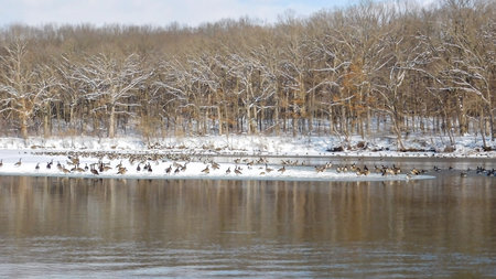 Forest Along The Lake With The Flock Of Geese, Winter Sceneの写真素材
