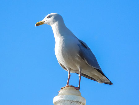 Seagull Standing On A Column, Blue Sky On Backgroundの写真素材