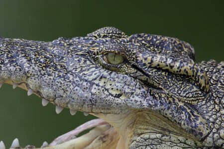 Closeup of Crocodile Eye