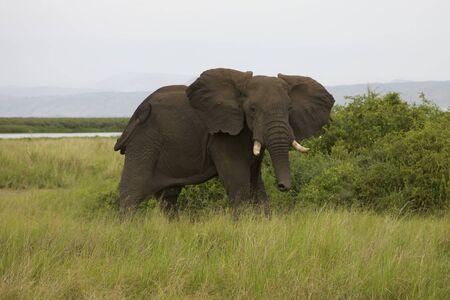 African Elephant in Wildの写真素材