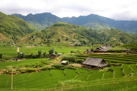 Traditional terraced rice field in Sapa, Vietnamのeditorial素材