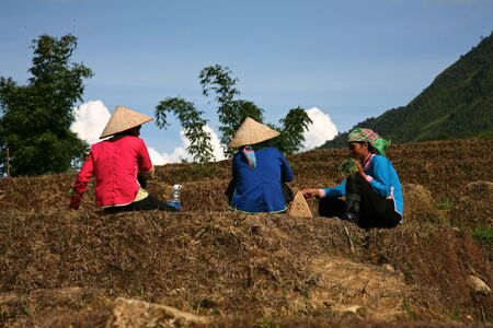 SAPA, VIETNAM - CIRCA 2007: Unidentified farm workers in the fields above Sapa, Vietnam (Sapa,Vietnam- Circa, 2007) のeditorial素材