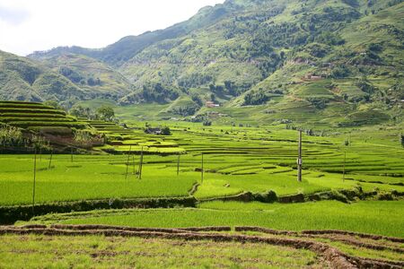 Traditional terraced rice field in Sapa, Vietnam のeditorial素材