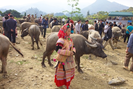 BAC HA, VIETNAM - NOV 21: Unidentified woman from the Flower Hのeditorial素材
