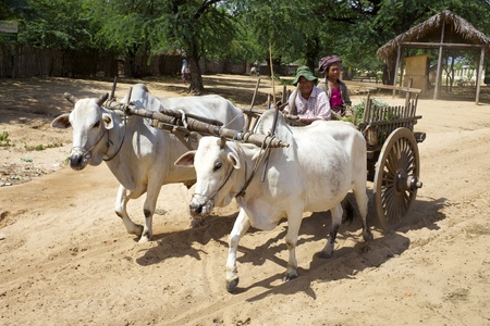 Bagan, Myanmar - Oct 15: Two unidentified farmers riding on their Ox cart in Bagan, Myanmar on October 15, 2011.のeditorial素材