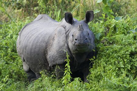 Rhinoceros in the wildの写真素材