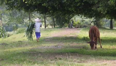 Vietnamese Farmer walks down path past cow in Vietnamのeditorial素材