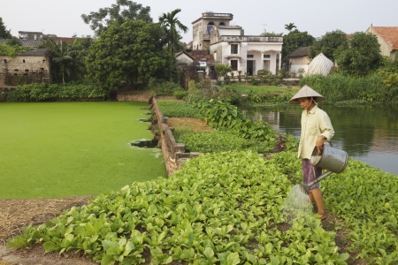 DUONG LAM, VIETNAM- SEPT 3: A Vietnamese farmer tends to her crops on September 3, 2010 in Duong Lam Village, Vietnam. The Ancient village, 60km West of Hanoi, dates back 1,400 years.のeditorial素材