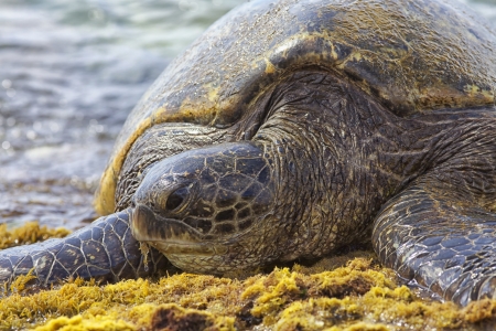 Giant Hawaiian Green Sea Turtle