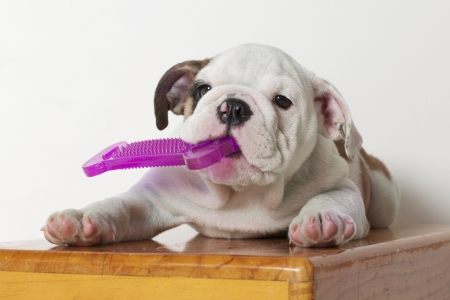 English Bulldog Puppy with Rubber Boneの写真素材