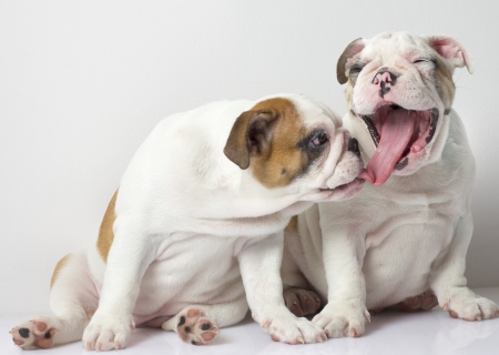 White English Bulldog Puppiesの写真素材