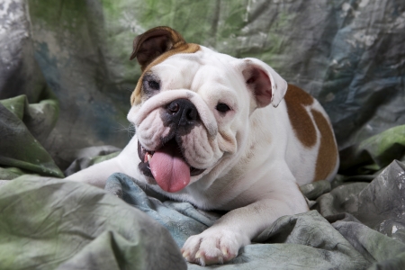 English Bulldog Puppyの写真素材