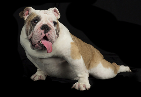 English Bulldog on Black Backgroundの写真素材