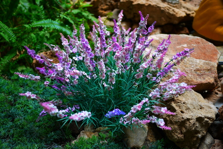 bush with purple and white flowers in a gardenの写真素材