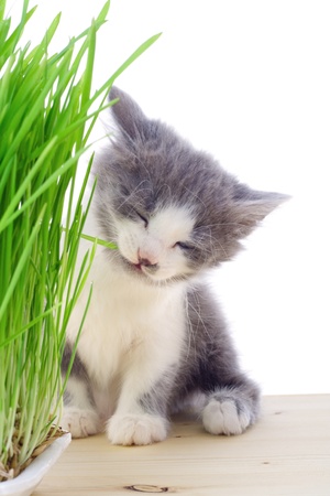 Kitten eating the grass, isolated on whiteの写真素材