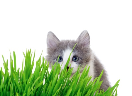 Kitten peeking out of the grass, isolated on whiteの写真素材