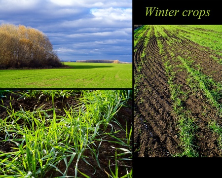 Set of three photos of winter cropsの写真素材