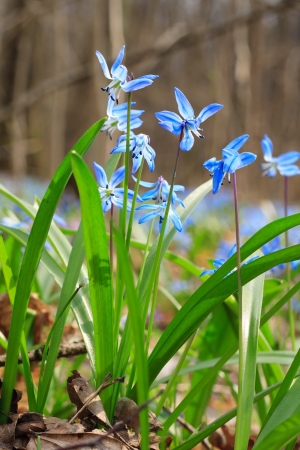Spring flowers bluebells in the forest, close-upの写真素材