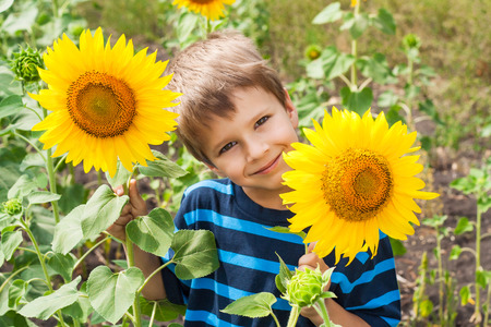 Little boy with sunflower on the fieldの写真素材