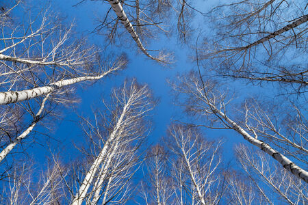 Birch trees on the spring blue sky background