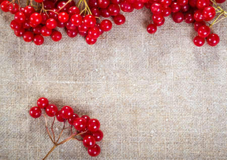 Colorful red viburnum berries on linen backgroundの写真素材