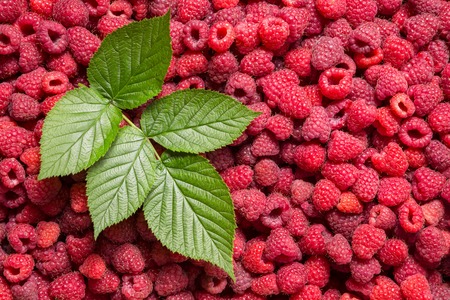 ripe raspberry fruit background with green leafの写真素材