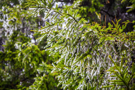 Melting snow on fir tree branches, natural winter backgroundの写真素材