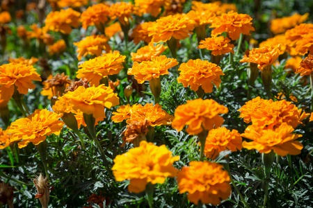 Orange French marigolds on the bed, natural backgroundの写真素材