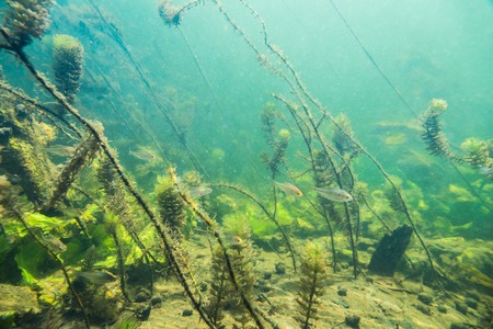 Underwater river landscape with algae and little fishの写真素材