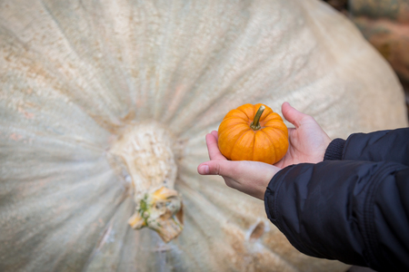 Little yellow pumpkin in child hands against big oneの写真素材