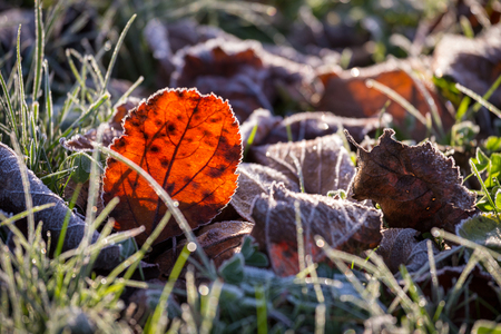 Orange beech leaf on green grass under autumn frostの写真素材