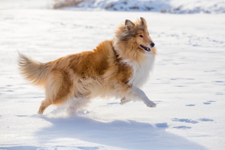 Collie dog running on snow fieldの写真素材