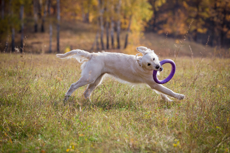 golden retriever running on field with pullerの写真素材