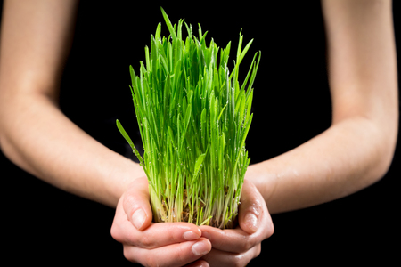 Girls hands holding green grass under rain