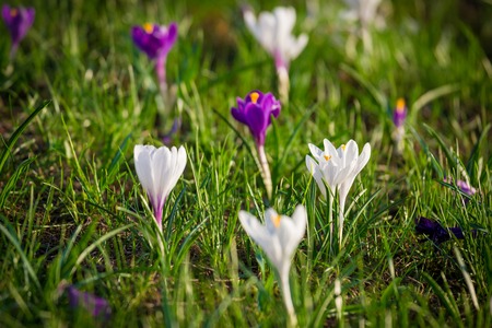 Purple and white crocuses on green grass hillの写真素材