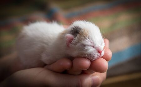 White newborn kitten in woman hands