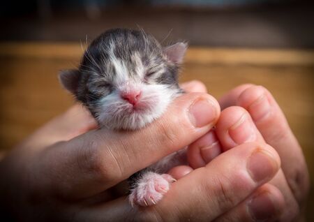 newborn kitten in woman handsの写真素材