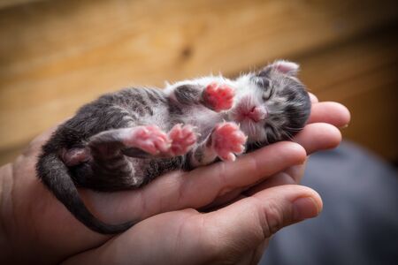 Tabby newborn kitten sleeping in woman hands