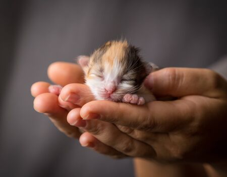 colorful kitten in woman handsの写真素材
