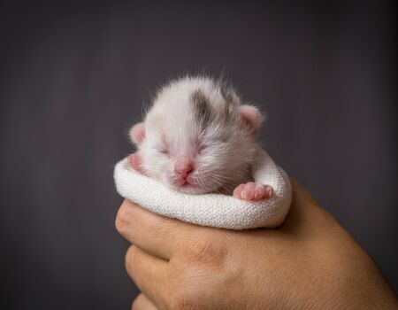 white newborn kitten in woman handsの写真素材