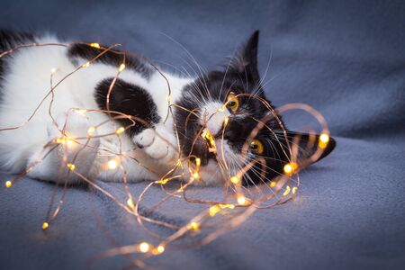 Little black and white kitten playing with festive garland light