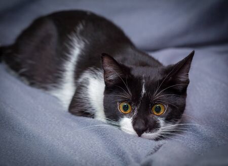 Little black and white kitten on gray background hunting for