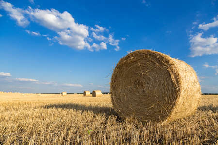 golden field with roll bales of wheat straw at sunset