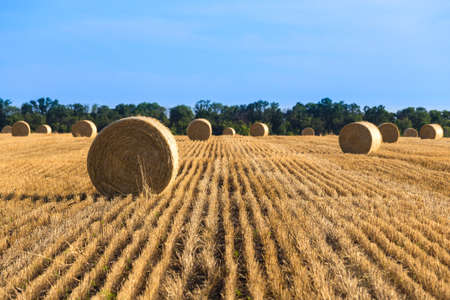 golden field with roll bales of wheat straw at sunset